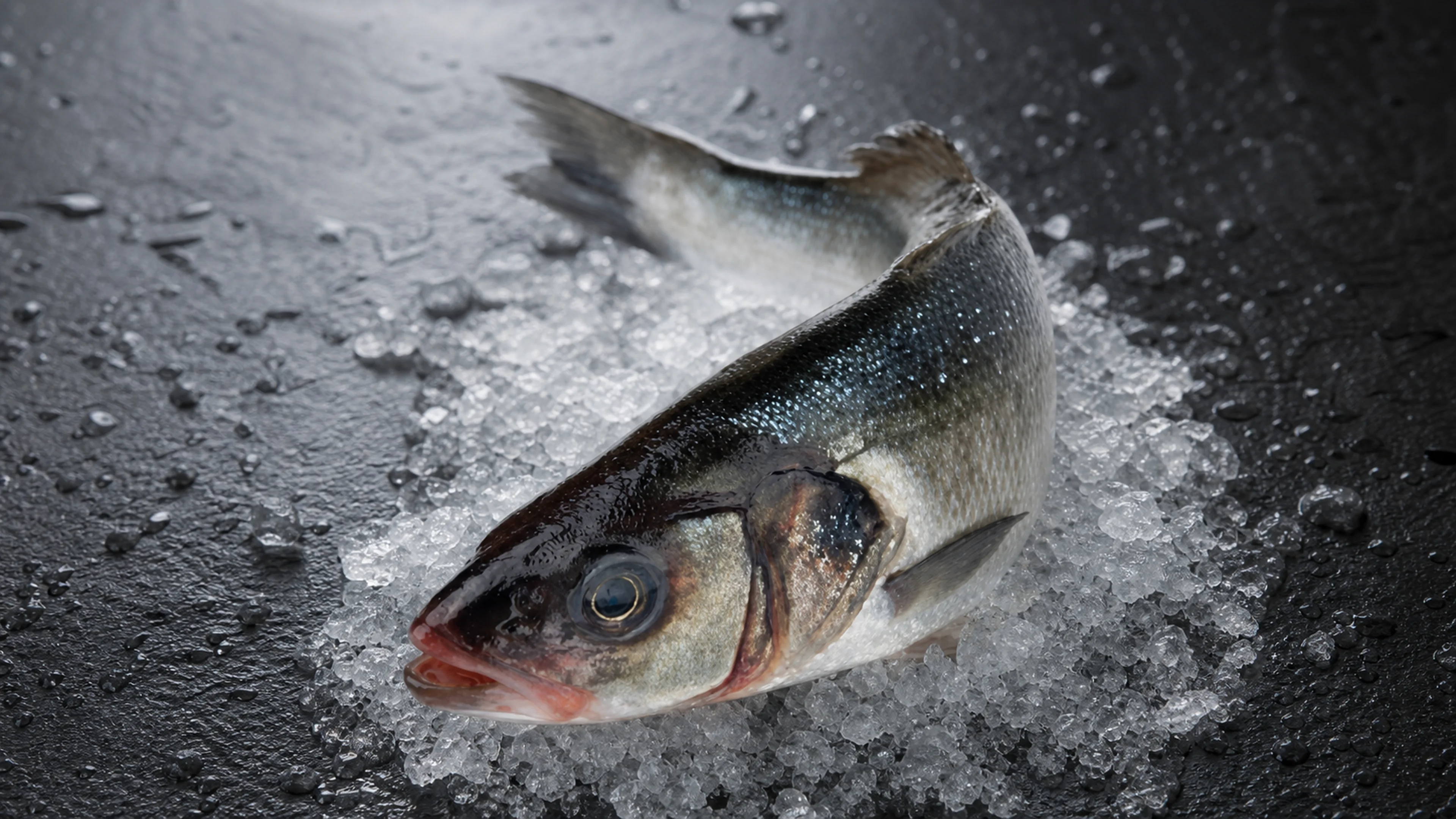 Bar sauvage entier sur glace, sélection Maison Fumesse