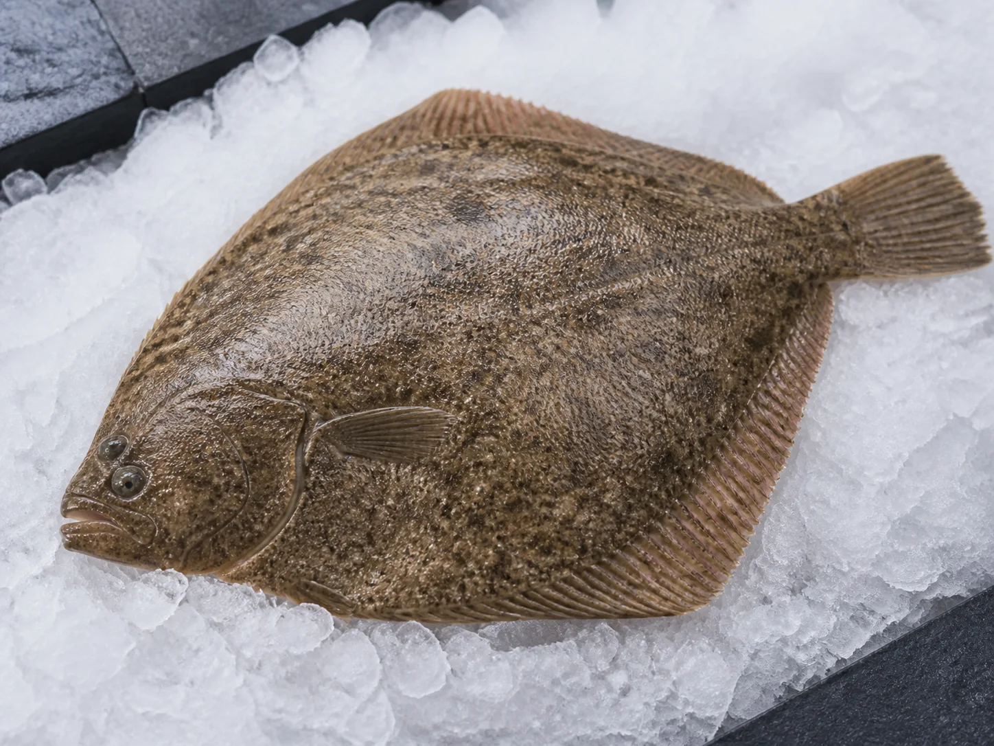Barbue fraîche montrant sa peau lisse et finement écailleuse