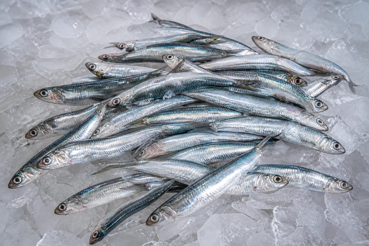 Anchois présenté frais dans un environnement professionnel