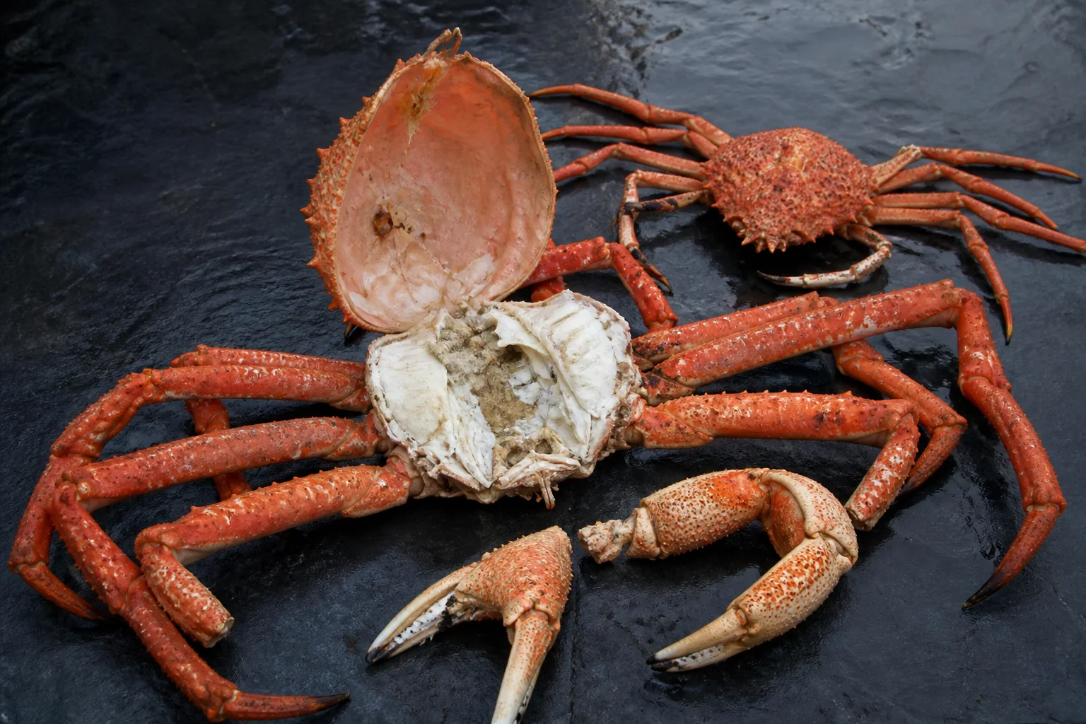 Présentation professionnelle détaillée du Araignée de mer