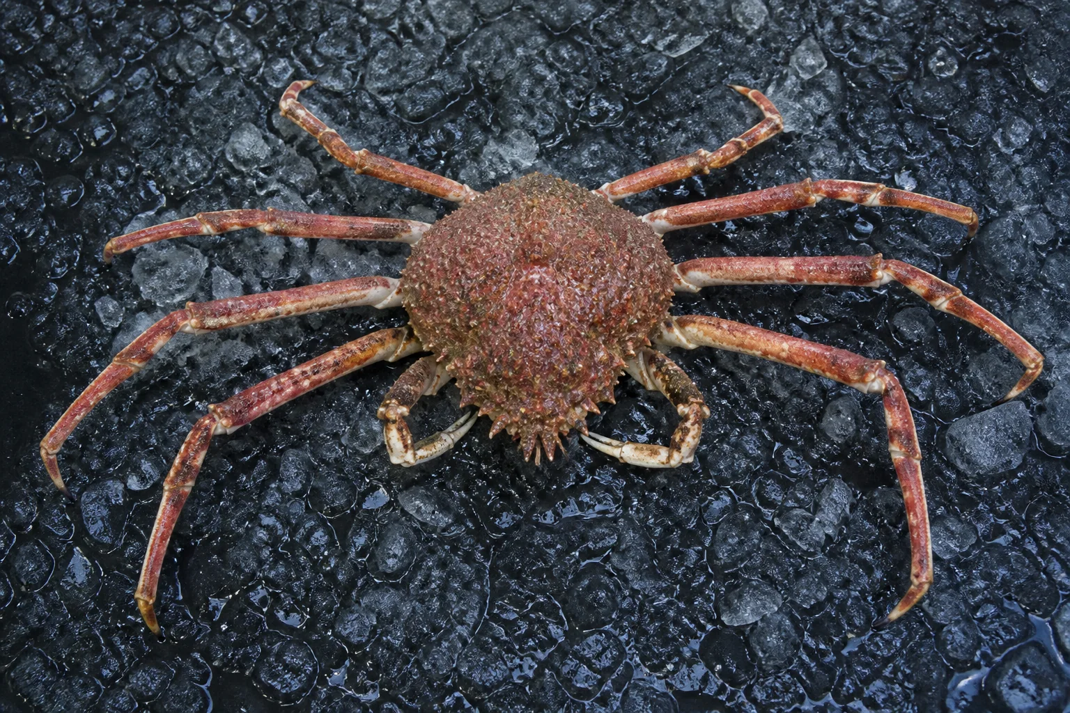 Araignée de mer présenté frais dans un environnement professionnel