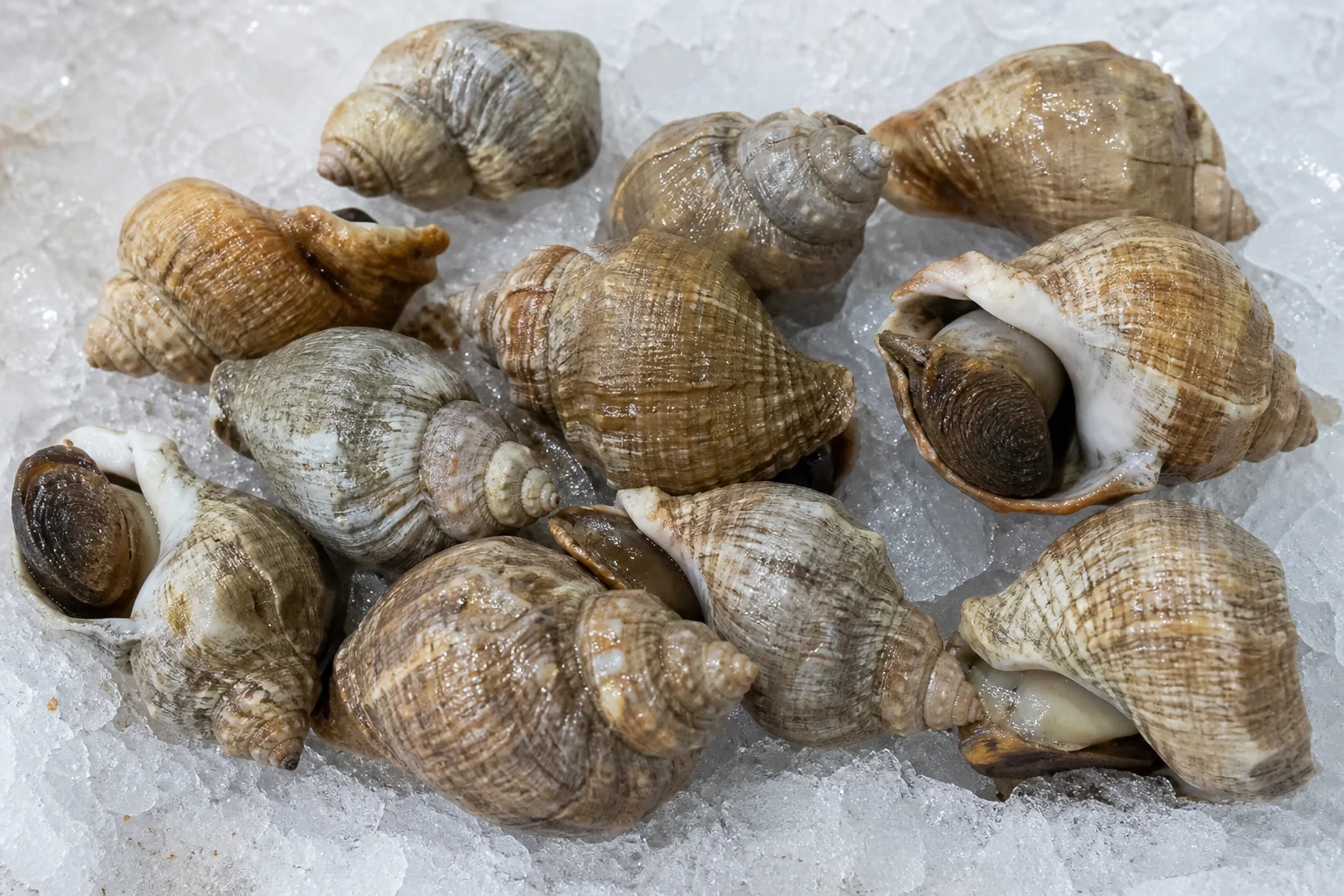 Bulot / Buccin présenté frais dans un environnement professionnel