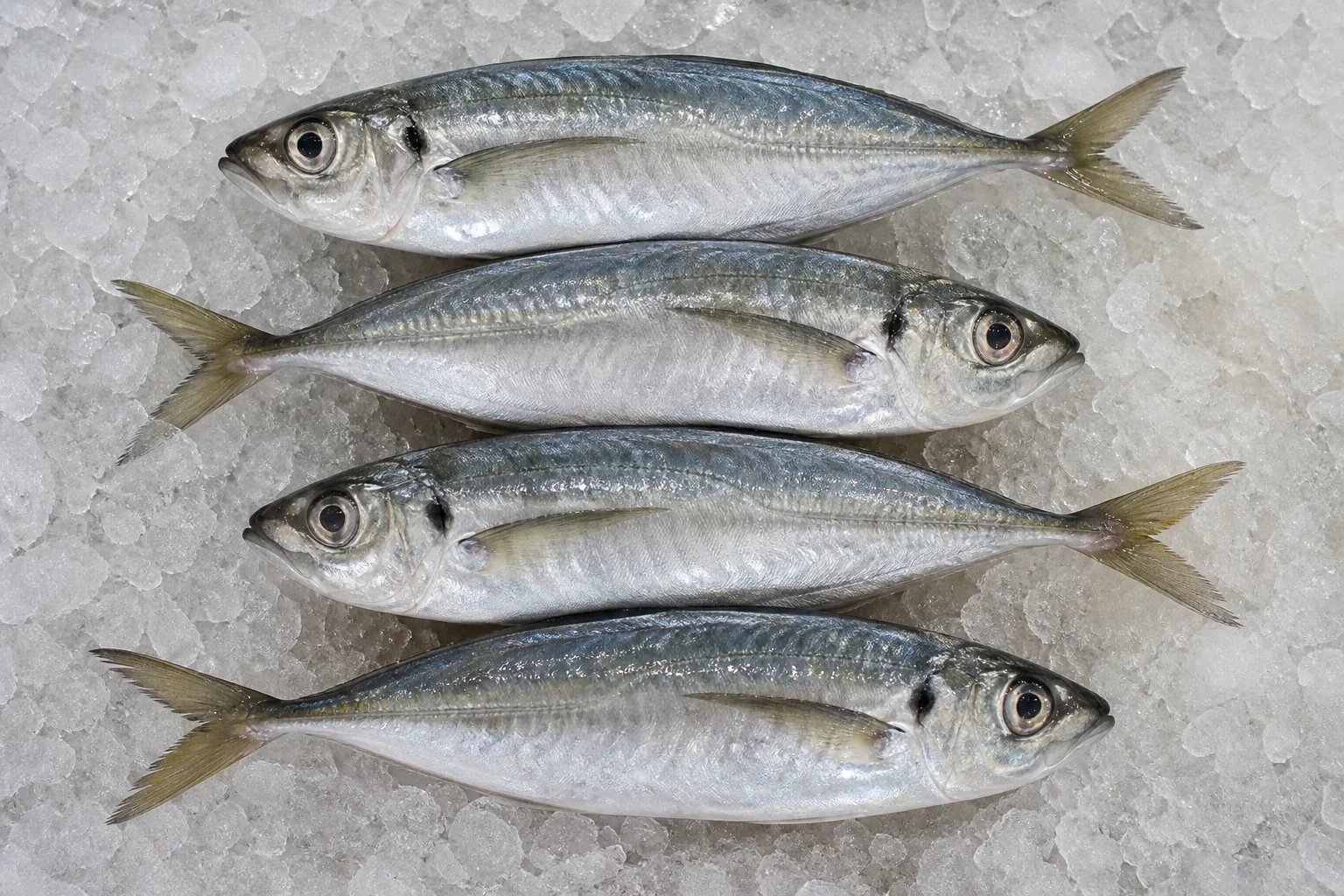 Chinchard présenté frais dans un environnement professionnel