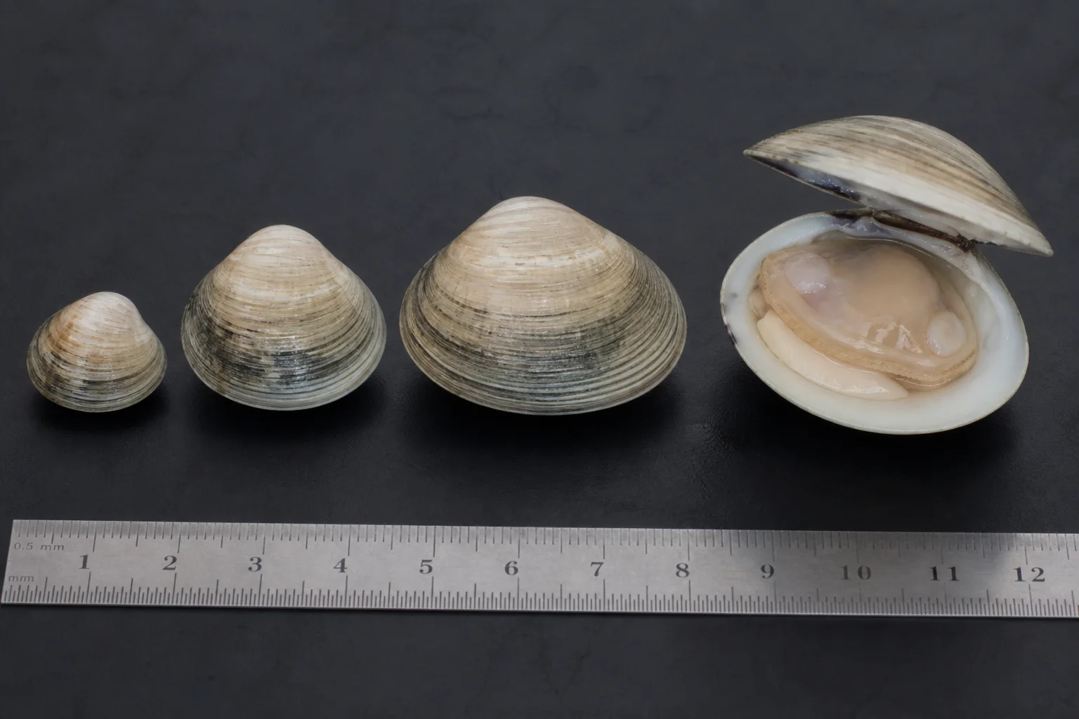 Présentation professionnelle détaillée du Clam / Palourde américaine