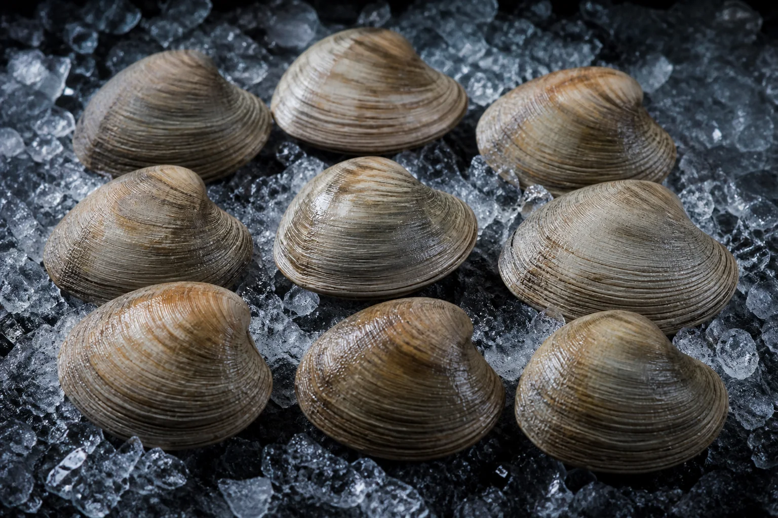 Clam / Palourde américaine présenté frais dans un environnement professionnel