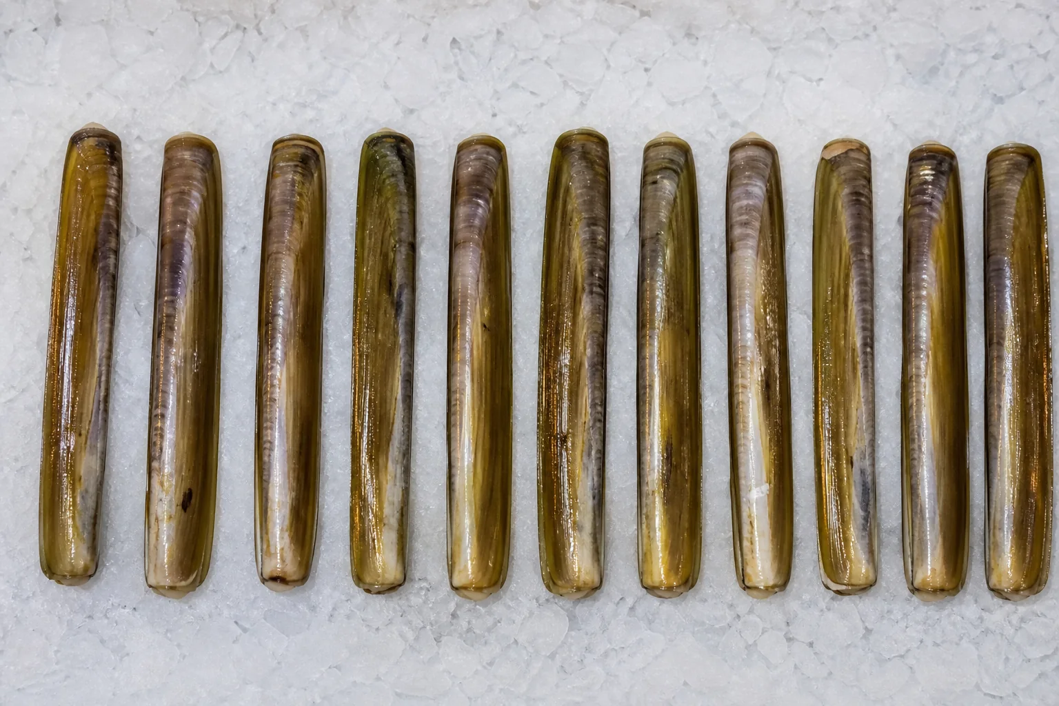 Couteau de mer présenté frais dans un environnement professionnel