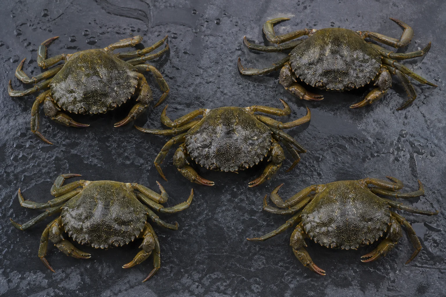 Crabe vert / Favouille présenté frais dans un environnement professionnel
