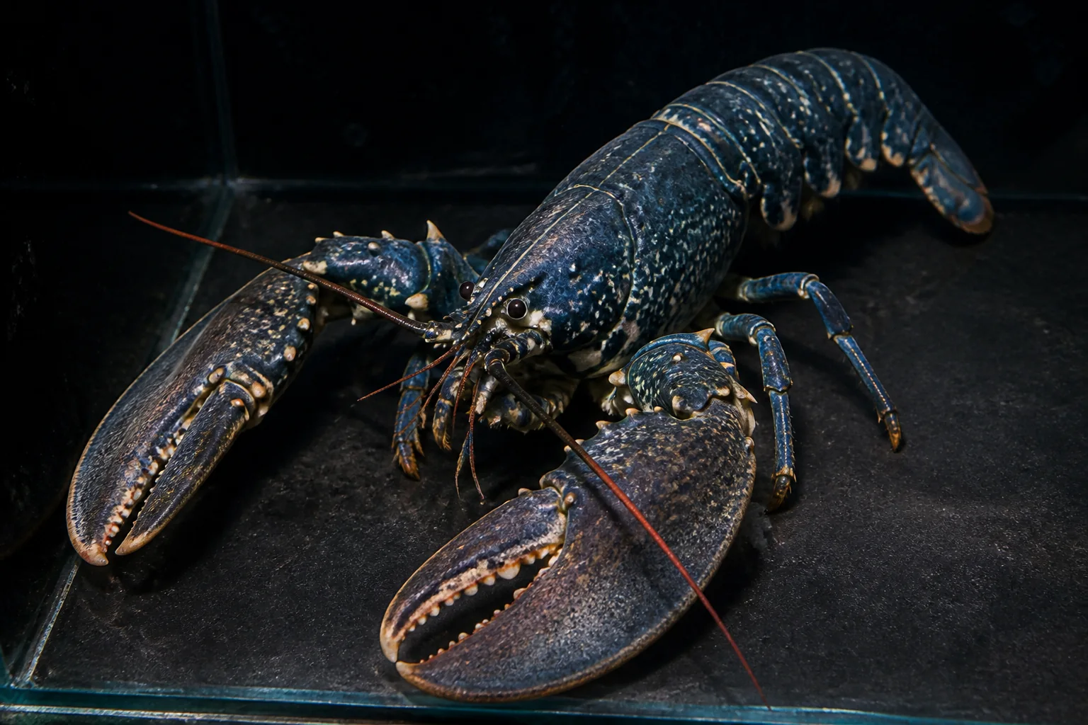 Homard européen présenté sur glace