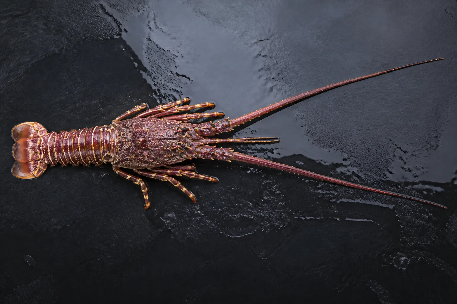 Langouste européenne / Langouste rouge présenté frais dans un environnement professionnel
