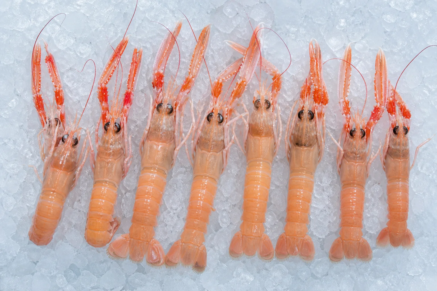 Langoustines sélectionnées pour les professionnels