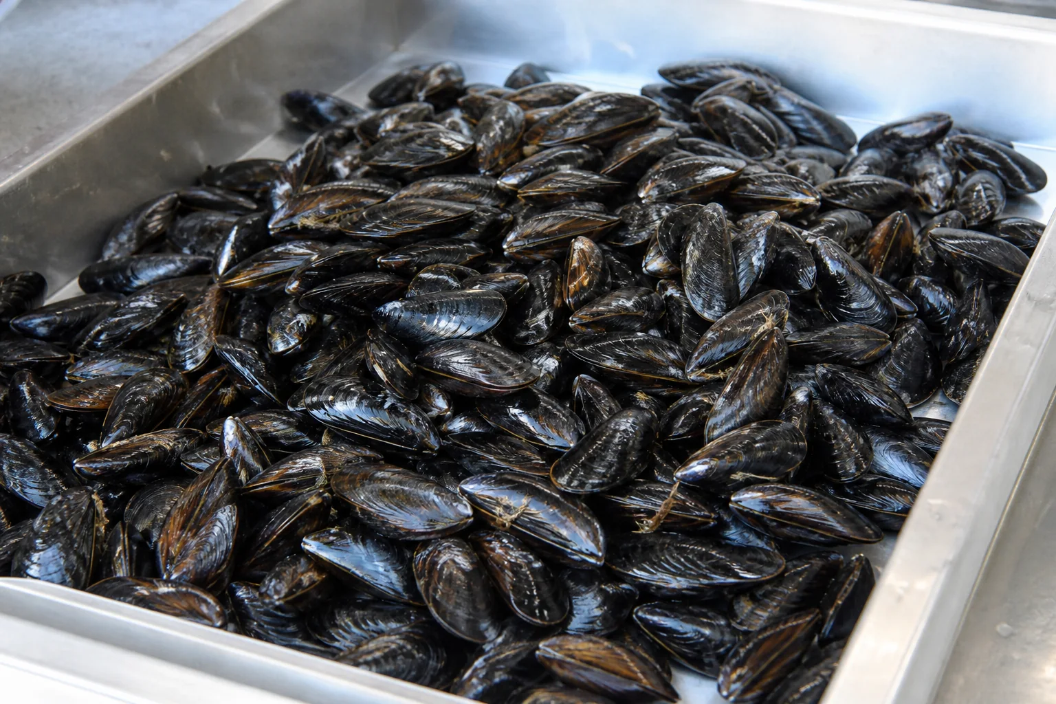 Moules de bouchot présenté frais dans un environnement professionnel