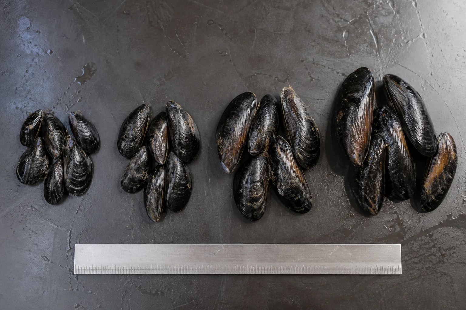 Présentation professionnelle détaillée du Moules de Zélande