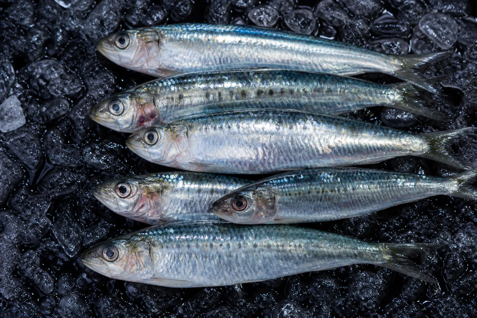 Sardine présenté frais dans un environnement professionnel