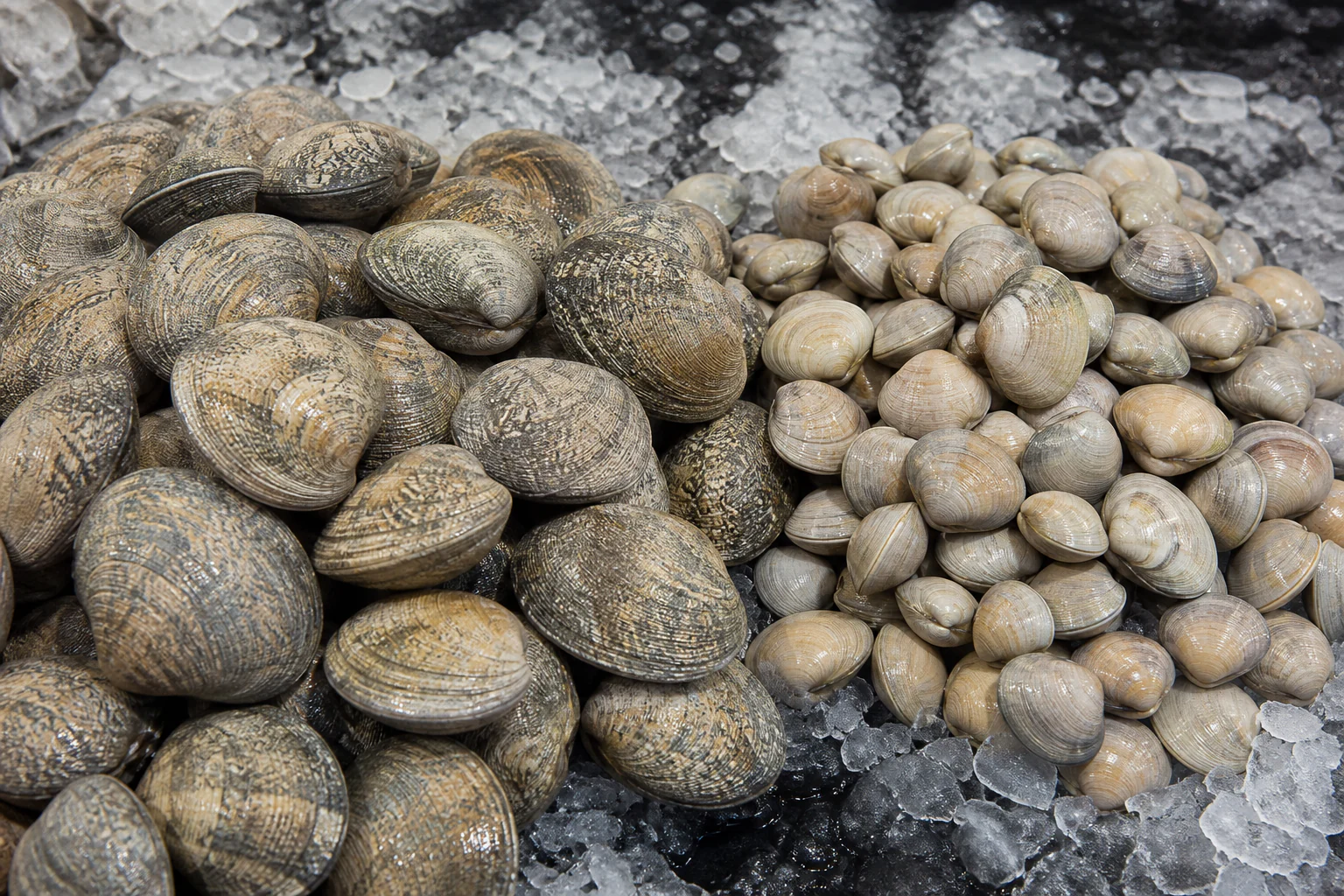 Vongole présenté frais dans un environnement professionnel