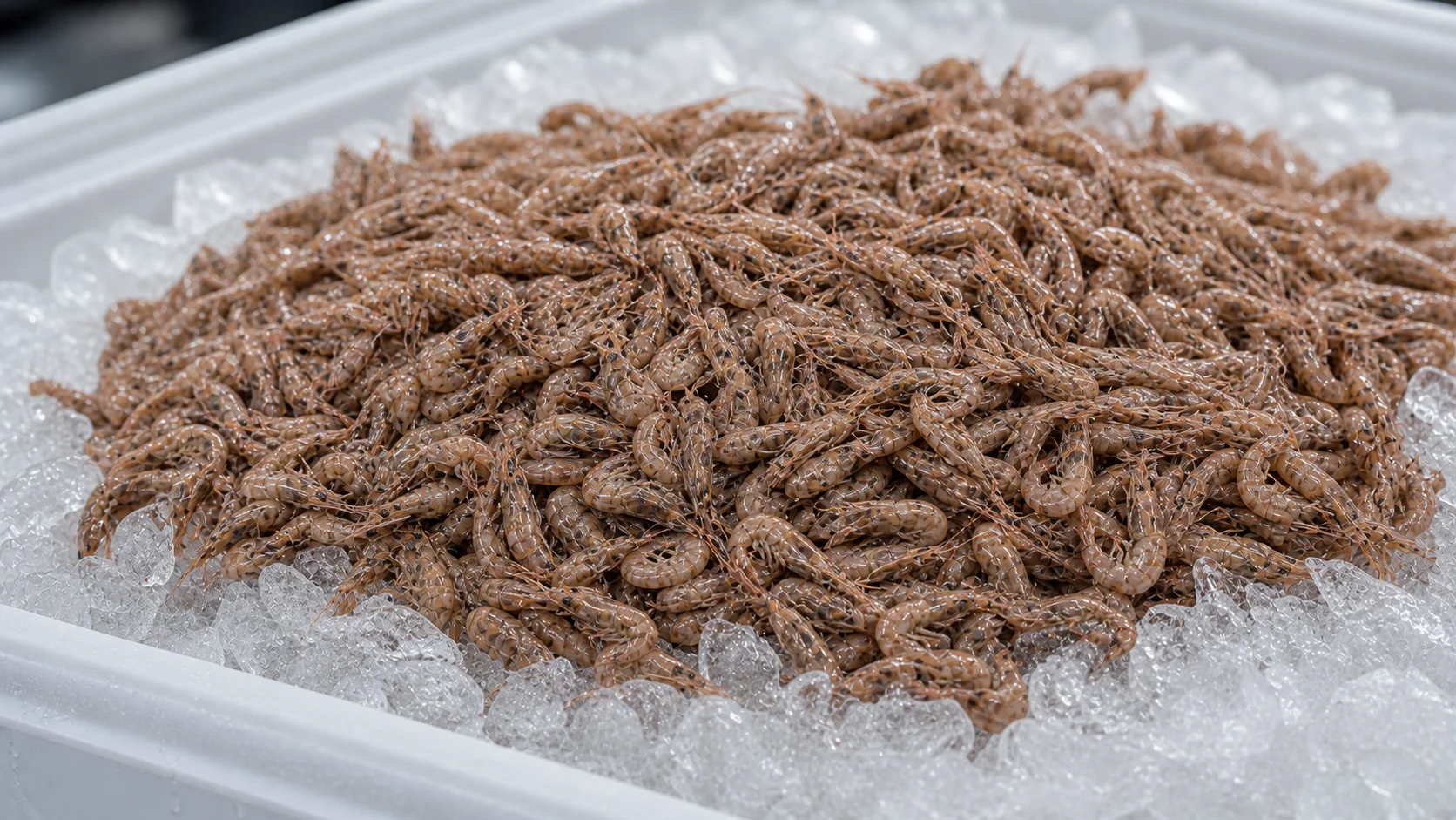 Crevettes grises de la mer du Nord entières sur glace, sélection Maison Fumesse