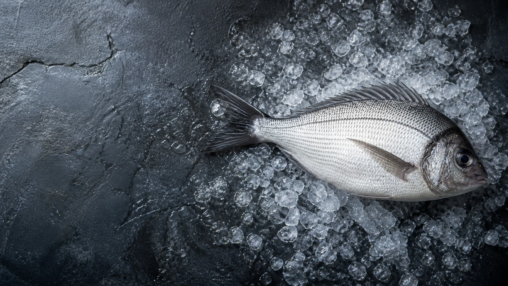 Dorade grise entière sur glace, sélection Maison Fumesse