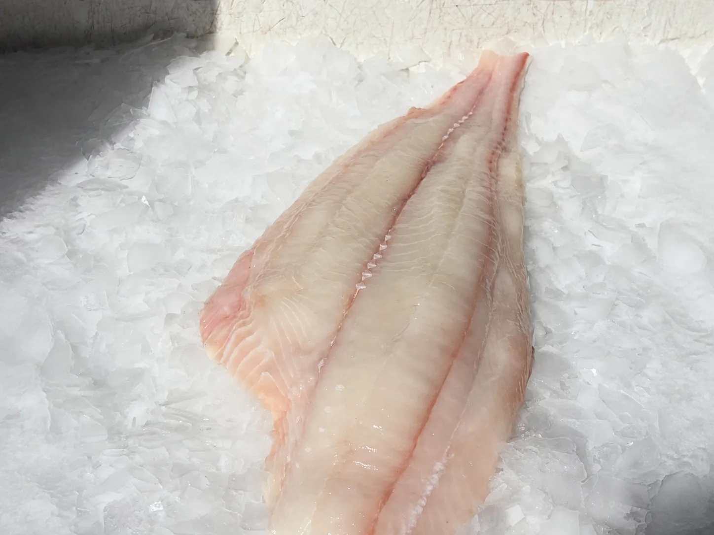 Filets frais de flétan blanc sur glace