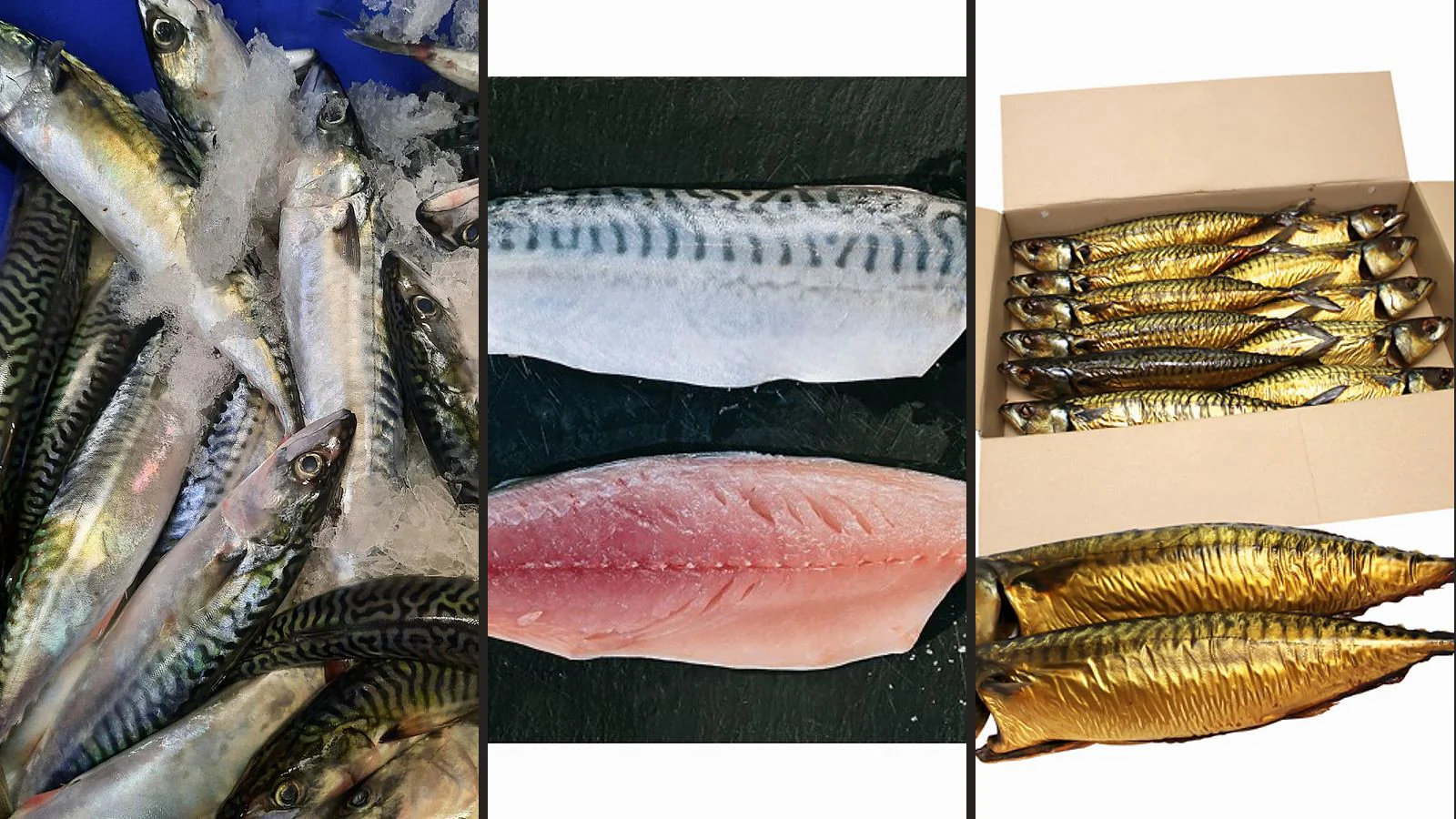Trois présentations réelles du maquereau : poissons entiers frais, filets frais et maquereaux fumés