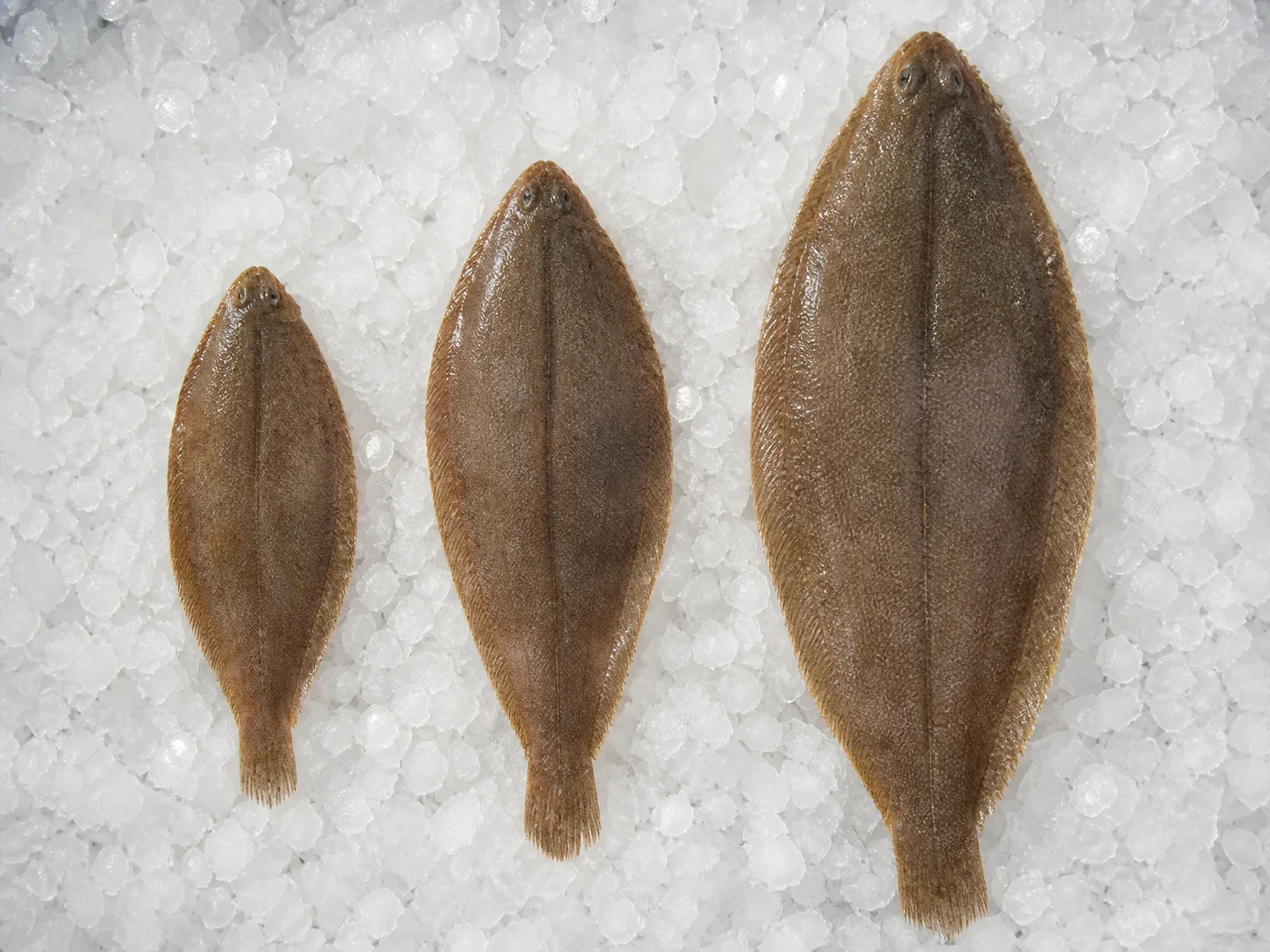 Trois miets alignées par taille sur glace