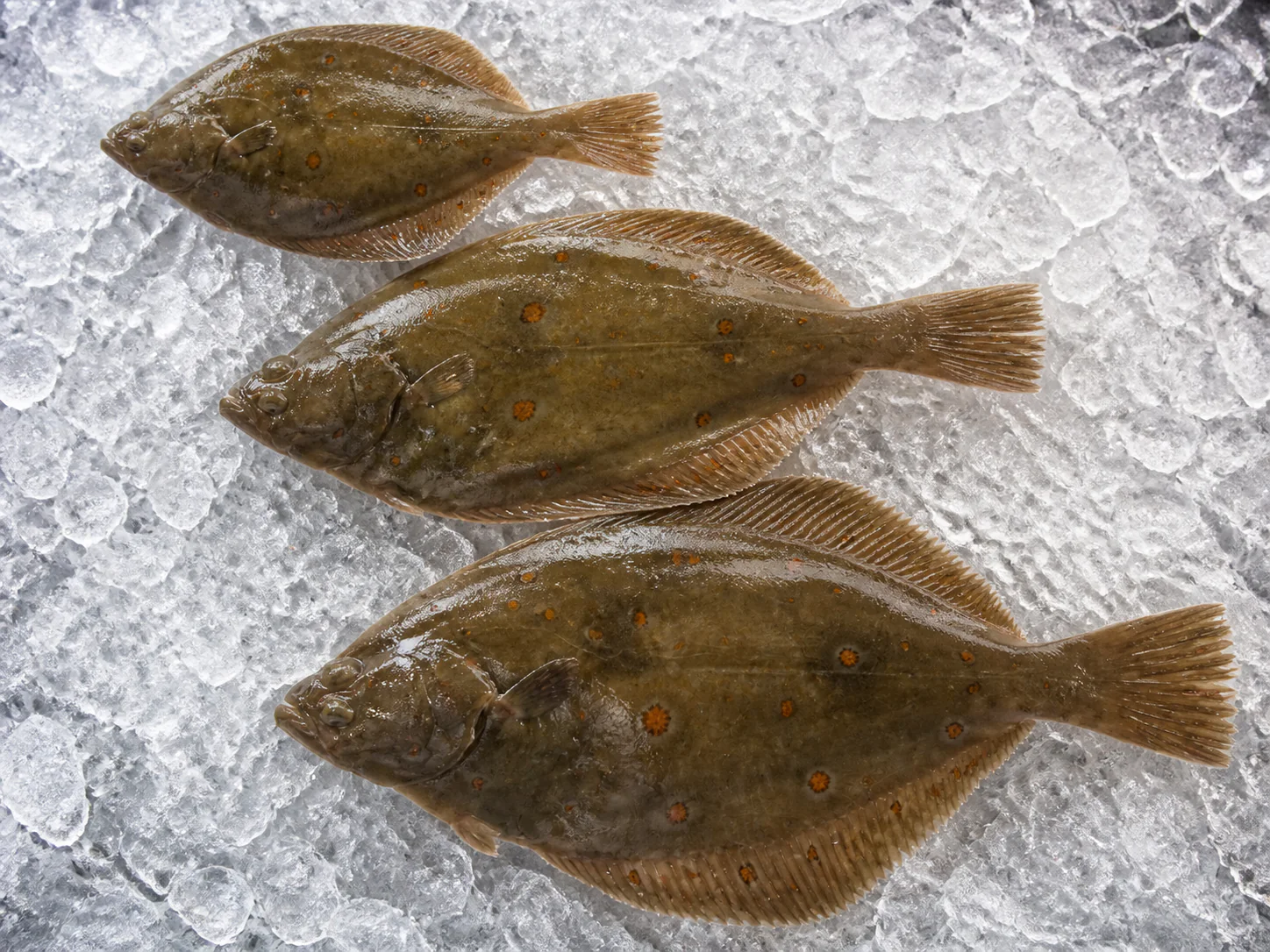 Trois plies alignées par taille sur glace