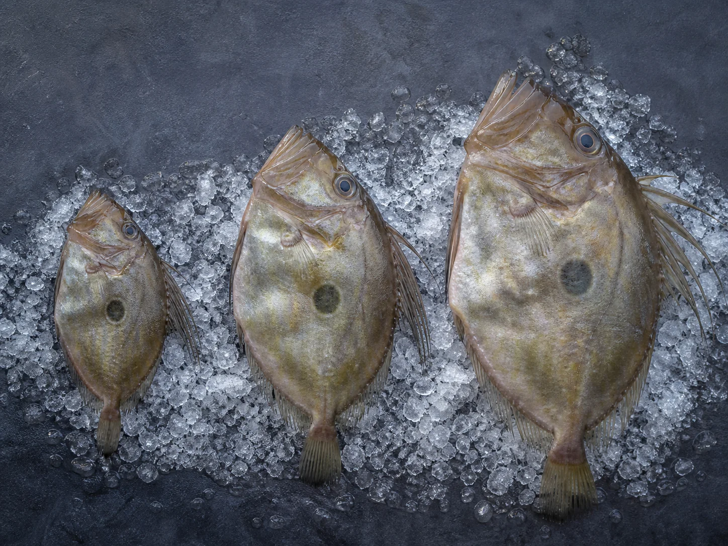 Trois Saint-Pierre alignés par taille sur glace