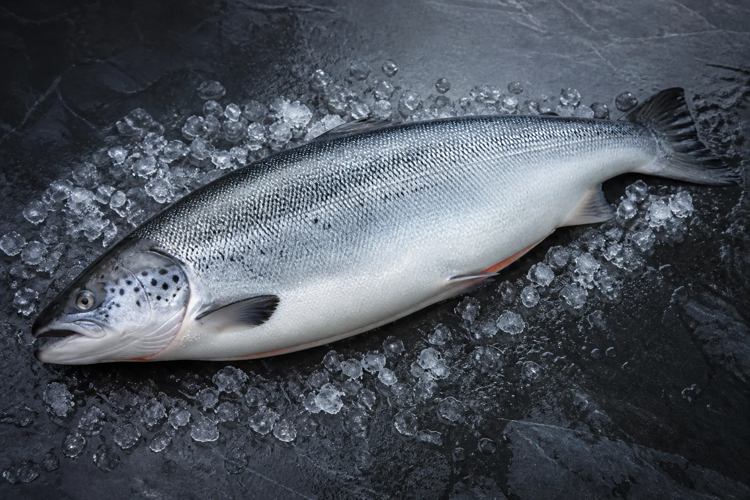 Saumon atlantique frais d’élevage entier sur glace