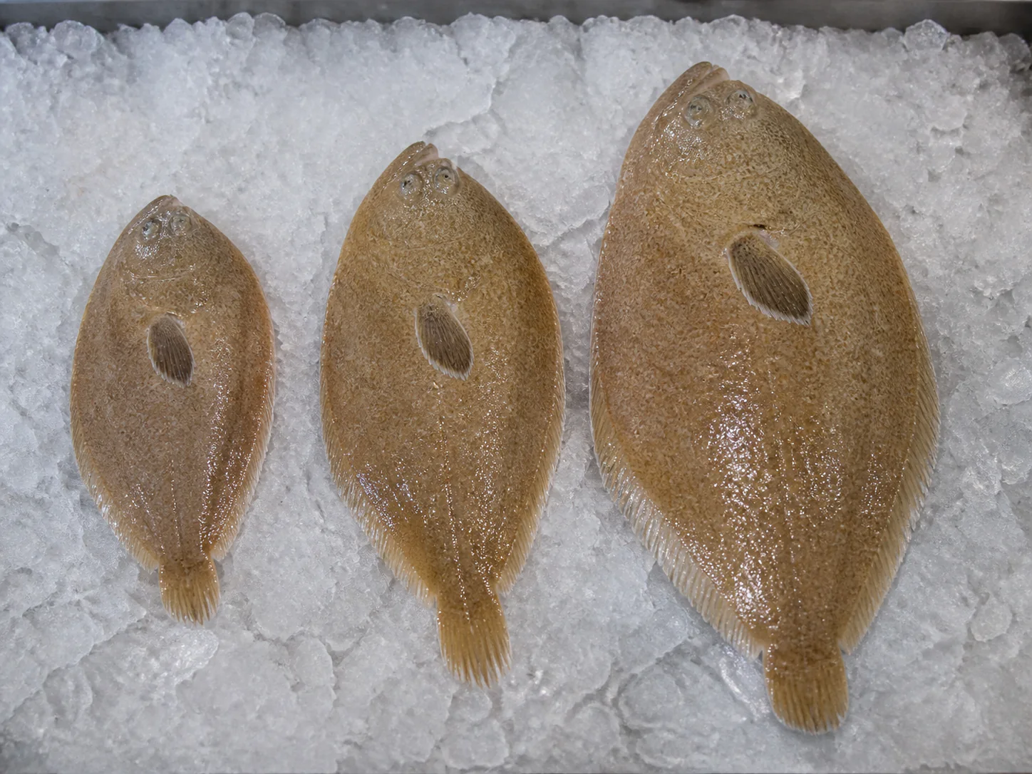 Trois soles blondes alignées par taille sur glace