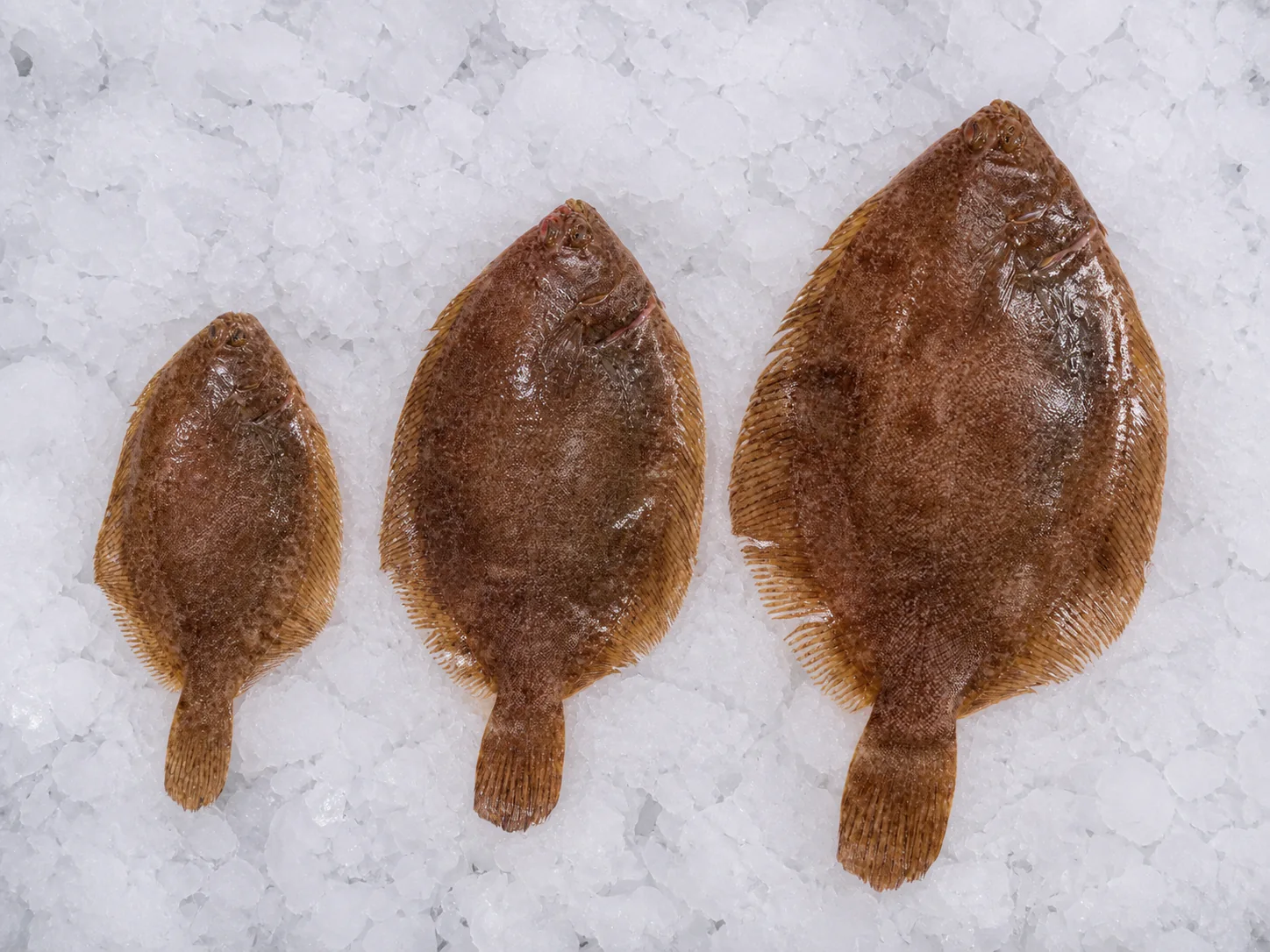 Trois sole limandes alignées par taille sur glace