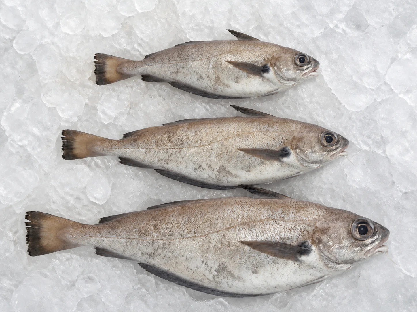 Trois tacauds alignés par taille sur glace