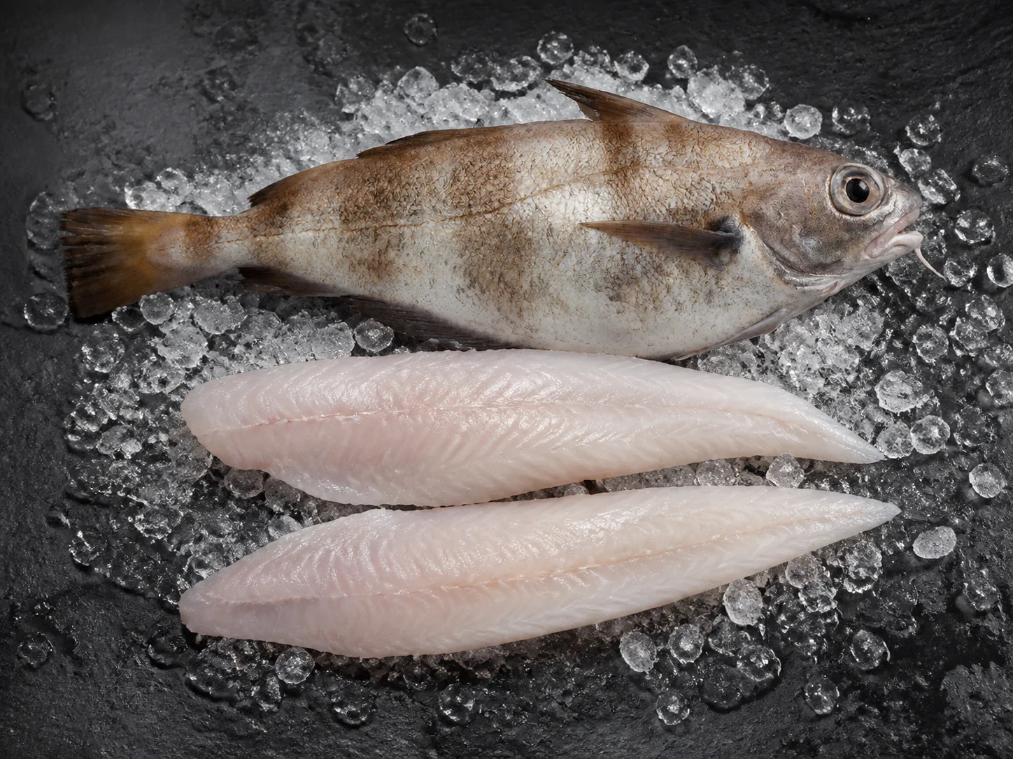Tacaud entier et filets crus sur glace et ardoise
