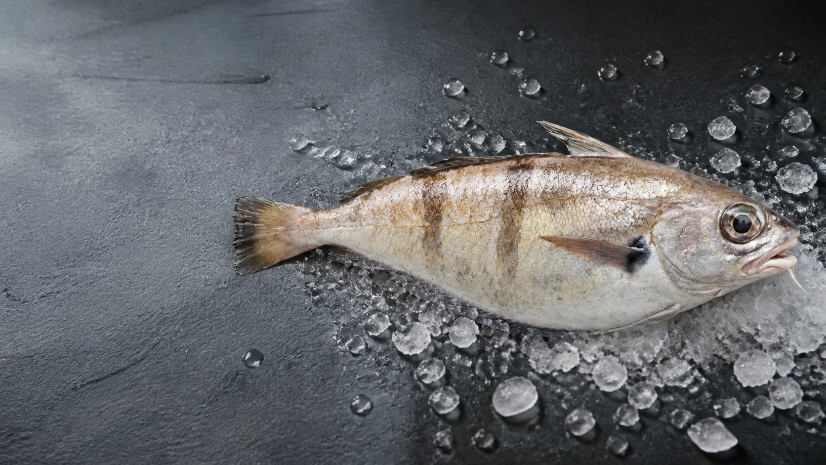 Tacaud entier sur glace, sélection Maison Fumesse